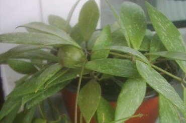 Hoya gracilis #HoyaHoyaGracilis