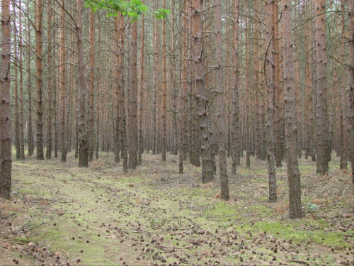 Nad Odrą