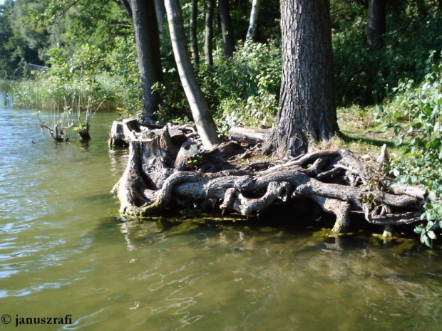 Jezioro Jankowskie (okolice Gniezna)