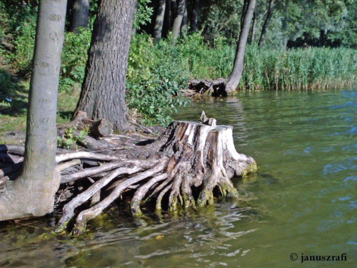 Jezioro Jankowskie (okolice Gniezna)