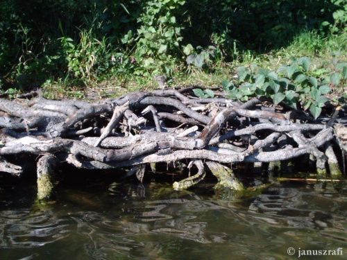 Jezioro Jankowskie (okolice Gniezna)