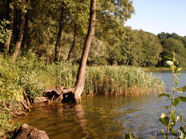 Jezioro Jankowskie (okolice Gniezna)