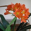 Clivia miniata #kwiaty #CliviaMiniata