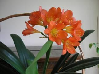 Clivia miniata #kwiaty #CliviaMiniata