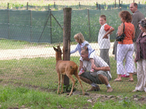 Zespół Pałacowy w Kurozwękach; mini zoo, labirynt w polu kukurydzianym i pare innych atrakcji