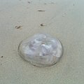 aZdiecie meduzy zrobione na wakacjach,nad morzem #iwka06