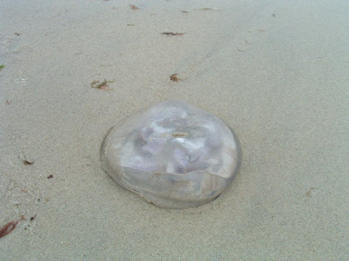 aZdiecie meduzy zrobione na wakacjach,nad morzem #iwka06