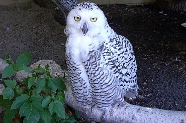 puchacz #zwierzęta #sowa #puchacz #drapierznik