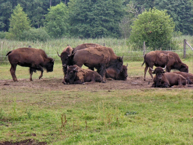 Zespół Pałacowy w Kurozwękach; mini zoo, labirynt w polu kukurydzianym i pare innych atrakcji