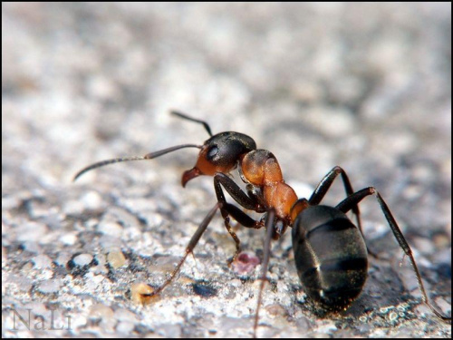 Mrówka Rudnica(Formica rufa)