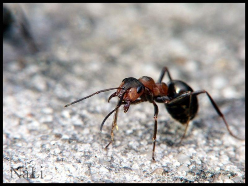 "Wkurzona" MrówkaRudnica(Formica rufa)