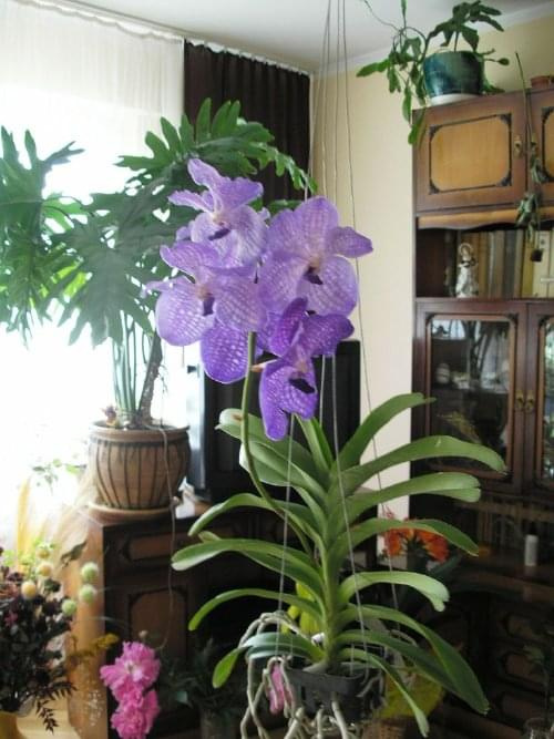 kwitnąca Vanda #kwiaty #orchidea #storczyki