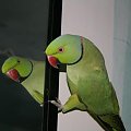 papuga Ozzie #papuga #ptak #lustro #ozzie