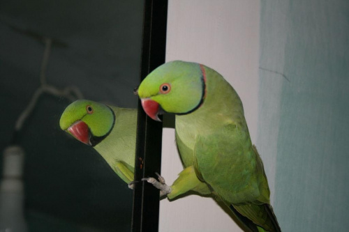 papuga Ozzie #papuga #ptak #lustro #ozzie