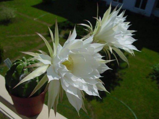 Echinopsis subdenudata