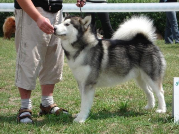 Hurricane Appalachian, Alaskan Malamute