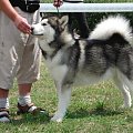 Hurricane Appalachian, Alaskan Malamute