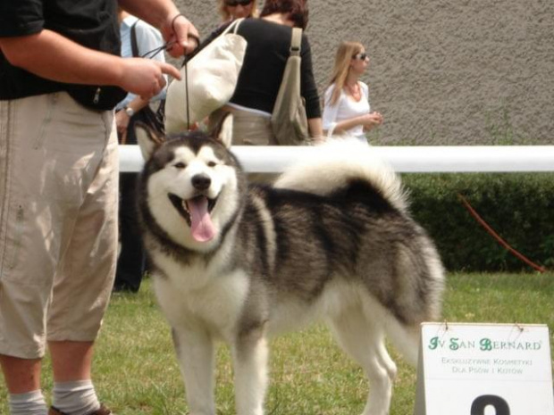 Hurricane Appalachian, Alaskan Malamute