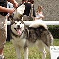 Hurricane Appalachian, Alaskan Malamute