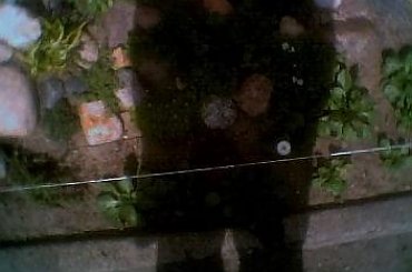 skalniak, widok na kwitnące biało : karmnik ościsty i dzwoneczki, stokrotki #skalniak #rabata #PrzyDomu #PrzyUlicy