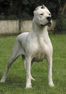 Dogo Argentino