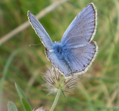 5g. Modraszek ikar ( mnogooczek lazurek ) - Polyommatus icarus ; samiec . Data : 06.08.2007. Miejsce : w miejscu nieczynnych , rozebranych torów kolejowych . Miejscowość : Piaski Wielkopolskie .