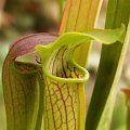 Sarracenia