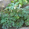 Dicentra Eximia