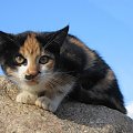 Kot skalny #Kot #koty #zwierzęta