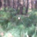 #PająkPajęczynaSiećSpiderWeb