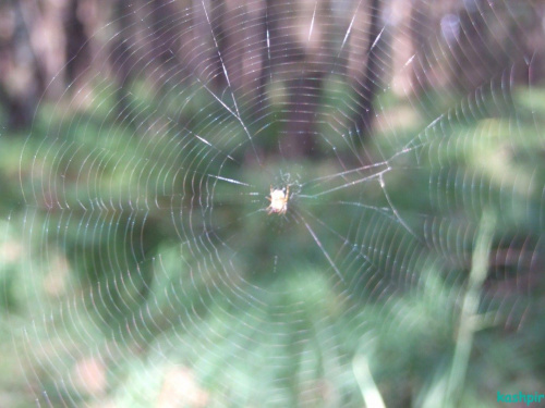 #PająkPajęczynaSiećSpiderWeb