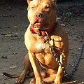 Pit Bull red nose