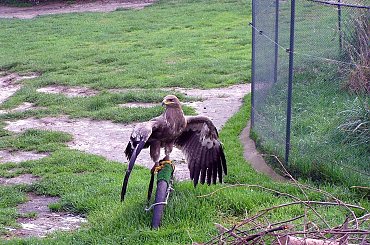 kadzidłowo, zwierzaki, zwierzęta, ptaki, ssaki, sowy, kaczki #zwierzaki #ssaki #ptaki #natura #przyroda #zwierzęta