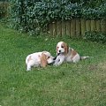 Bianka #psy #beagle #bianka