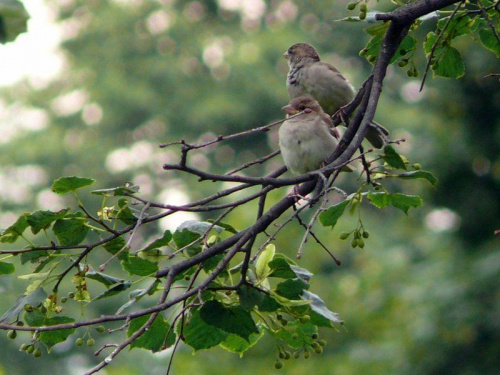 Wróble #natura #ptaki #zwierzęta