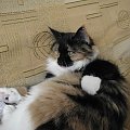 #Klementyna #kot #MaineCoon #kotka #kociak #miesięcy