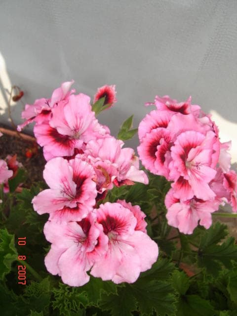 pelargonia królewska