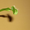 muchołówka #rośliny #owadożerne #kwiaty #przyroda
