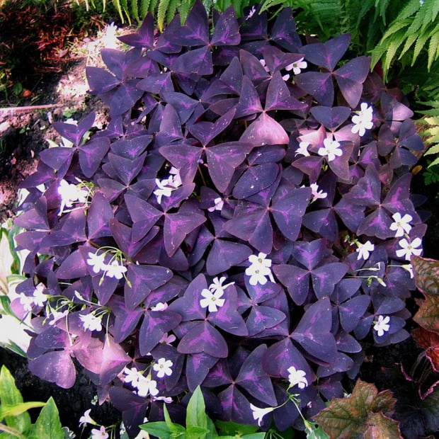 Szczawik Oxalis