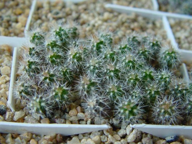 E.reichenbachii mrozoodporne