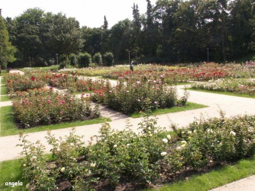 Ogród Różany w Szczecinie. Popularnie zwany Różanką. Odrestaurowany w 2007 roku.