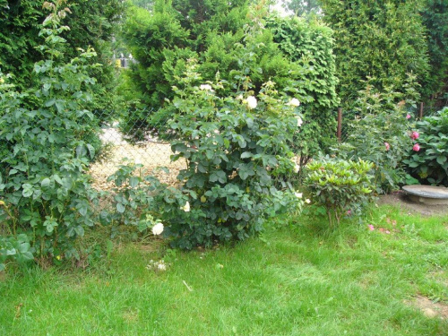 ogród1