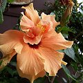 Hibiskus