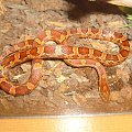 Pantherophis guttatus