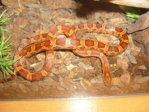 Pantherophis guttatus