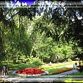 Zapraszam do spaceru po parku w Gdansku Oliwie #parki #Oliwa #Kwiaty #rośliny