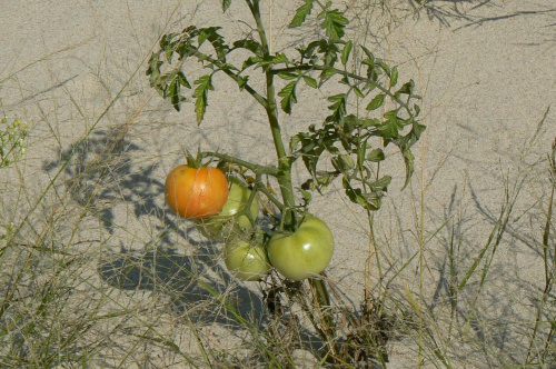 Pomidory na plaży