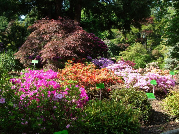 ARBORETUM w WOJSŁAWICACH