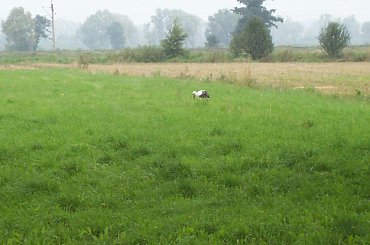 bociek ;) #wsk #kobuz #odra #m21w2