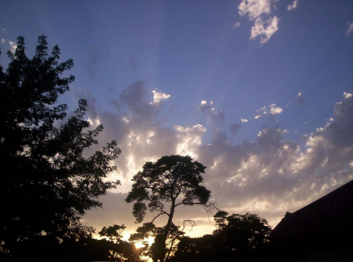 drzewo na tle zachodzącego słońca #rośliny #drzewo #słońce #niebo #chmury